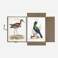 Tropical Birds Portfolio