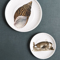 Large Conch Plate, Set of 4