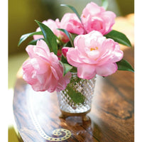 Amelia Handegan: Rooms