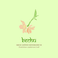 The Herbal Sutra Book