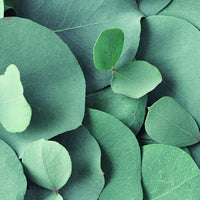 Archipelago Eucalyptus Reed Diffuser