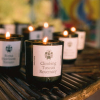 Climbing Tuscan Rosemary Candle