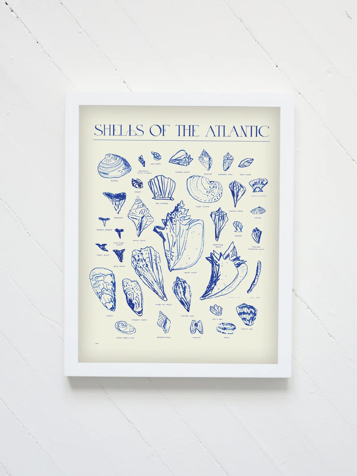 Shells Of The Atlantic Print