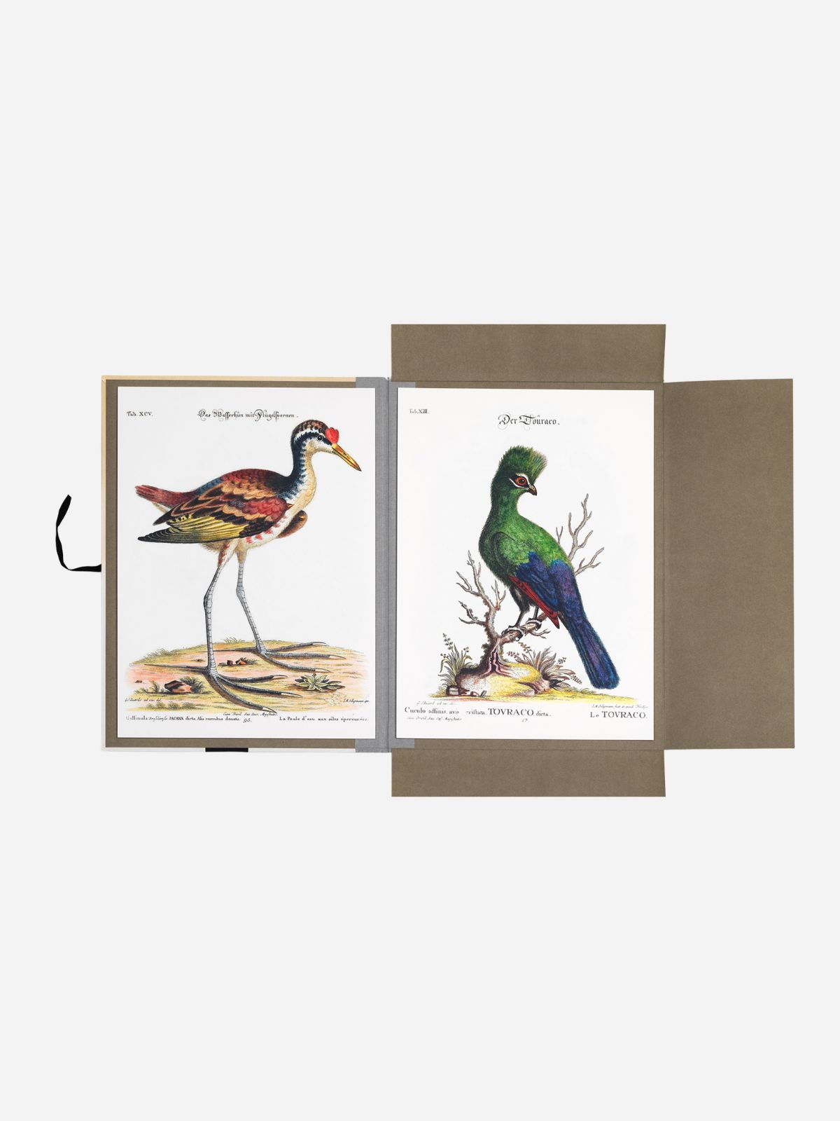 Tropical Birds Portfolio
