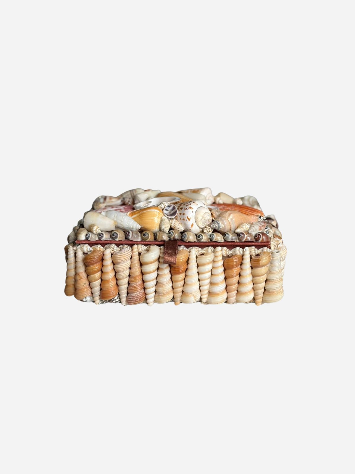 Pecten & Turritella Mixed Shell Box