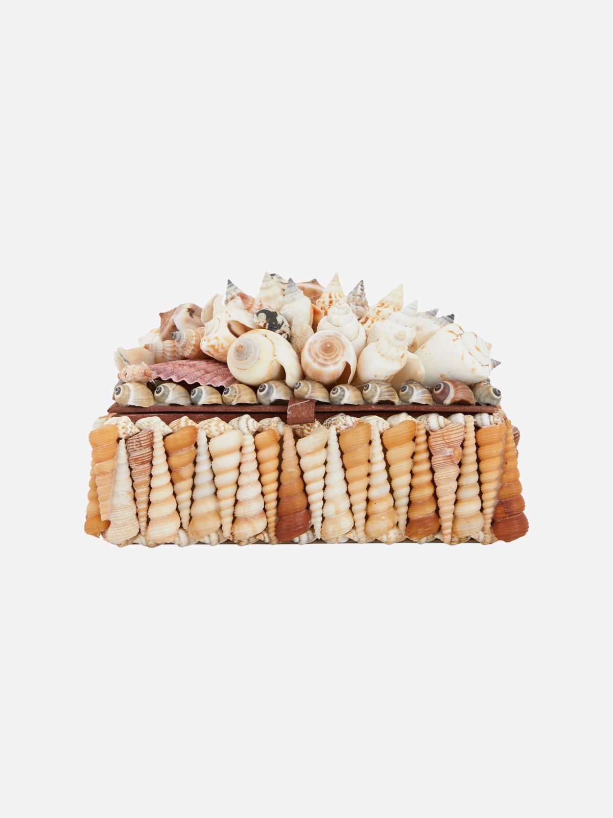 Turritella Mixed Shell Box