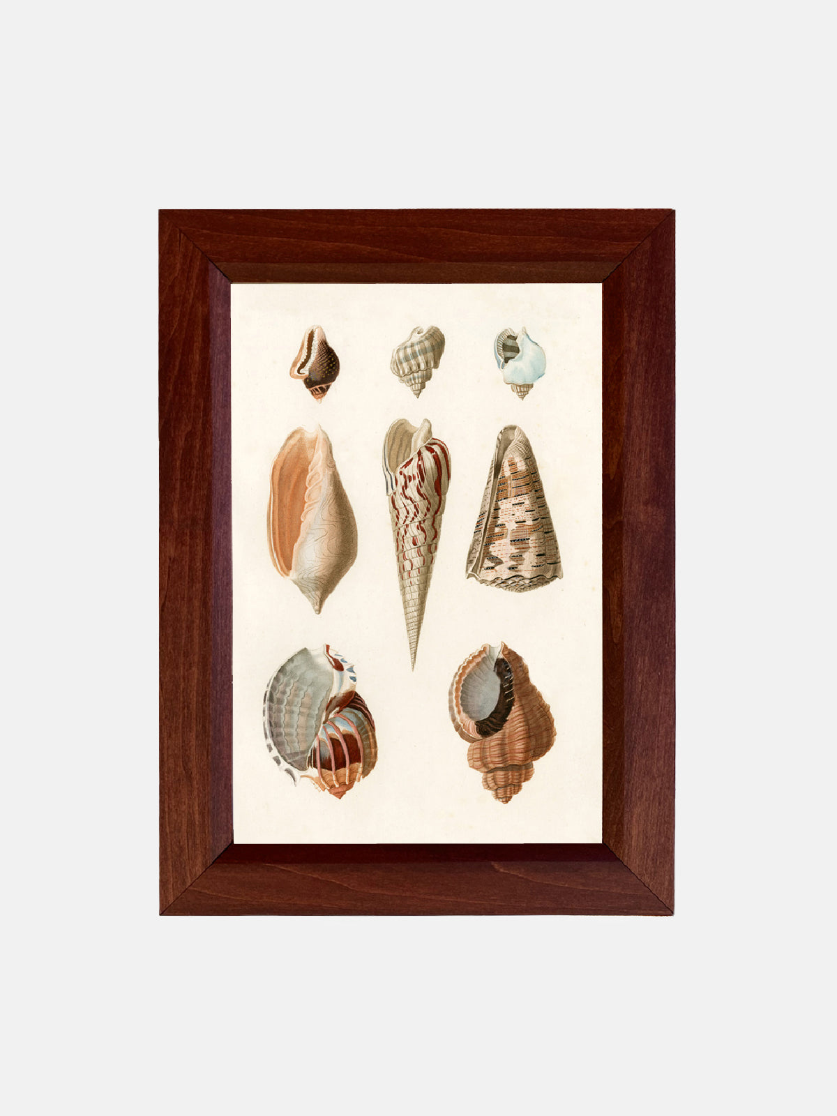 Sea Shells Wall Art