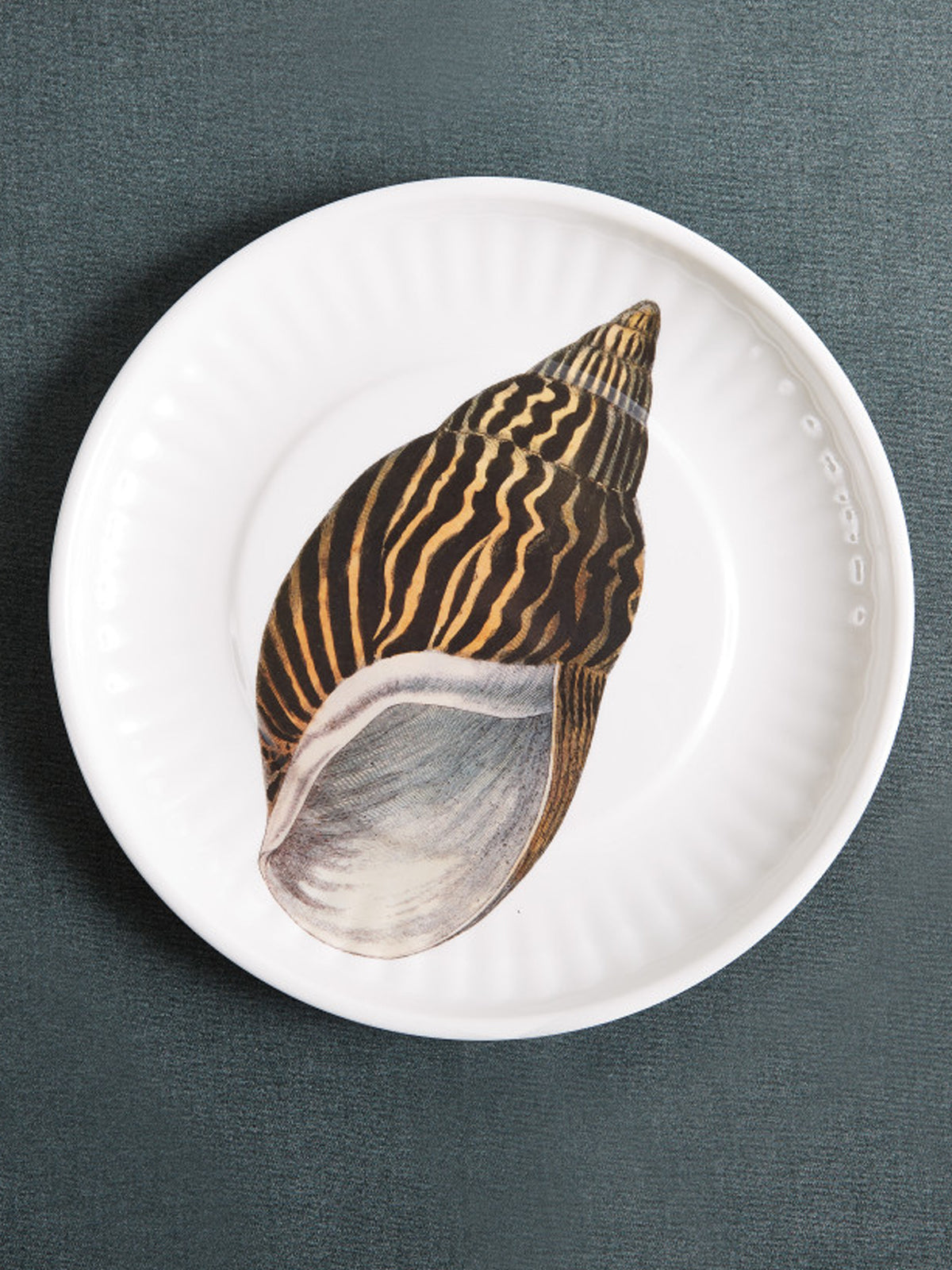 Large Conch Plate, Set of 4