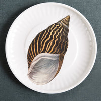 Large Conch Plate, Set of 4