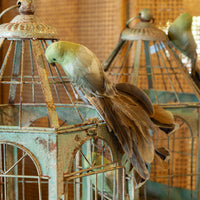 Green Feathered Bird Clip