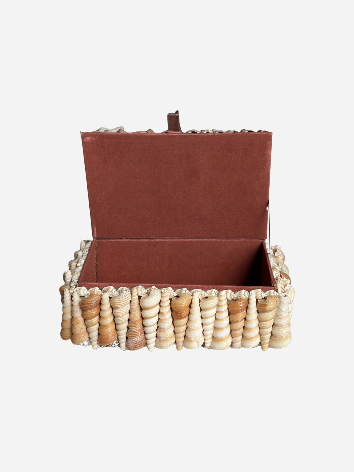 Pecten & Turritella Mixed Shell Box
