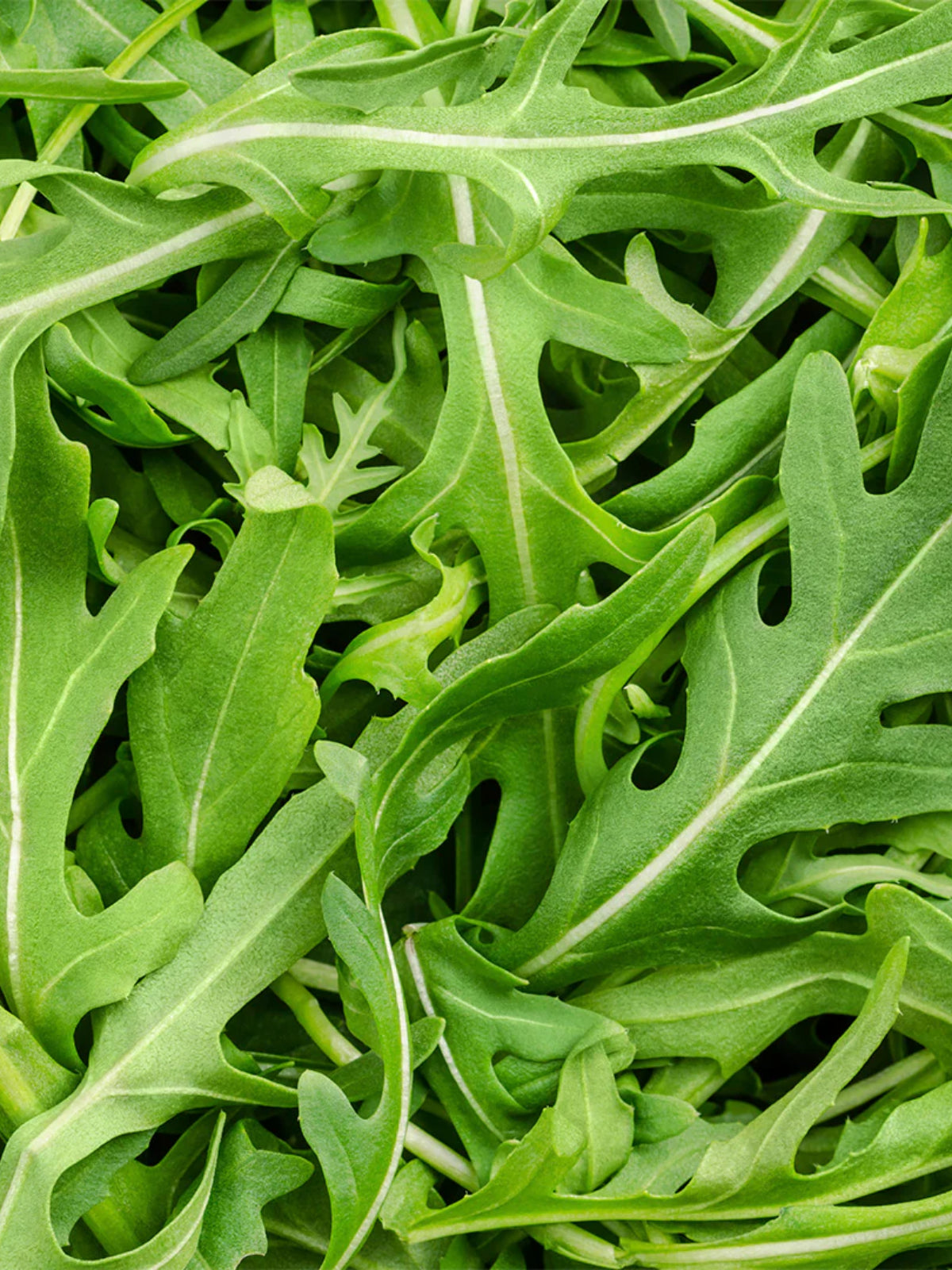 Archipelago Arugula Reed Diffuser