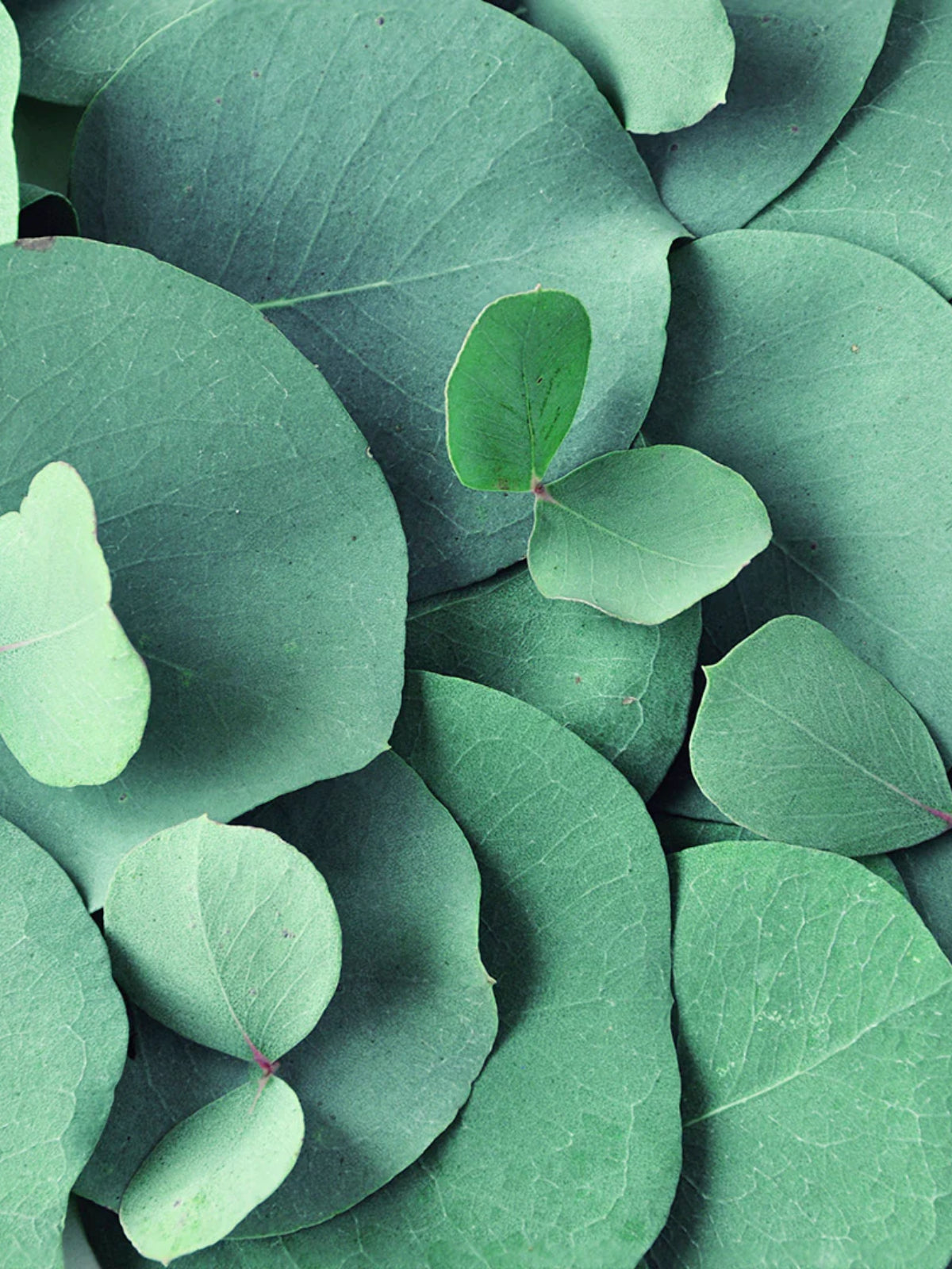 Archipelago Eucalyptus Reed Diffuser