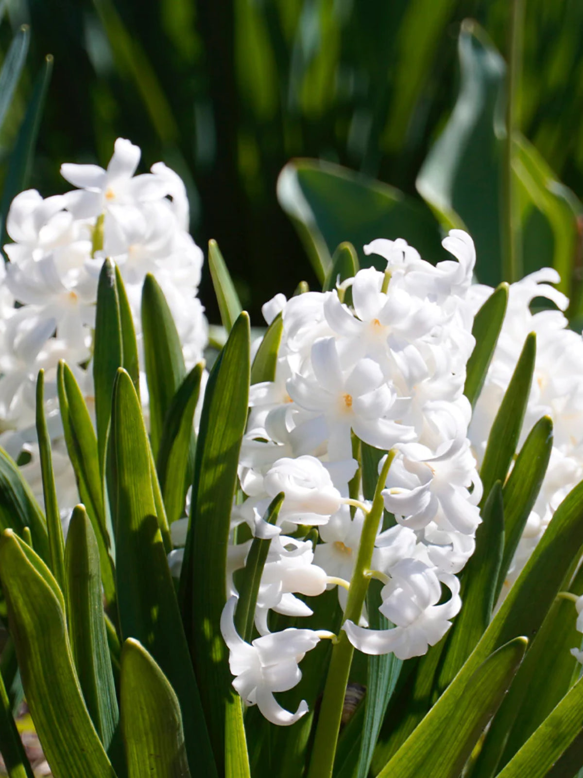 Archipelago Charleston Reed Diffuser