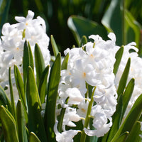 Archipelago Charleston Boxed Candle