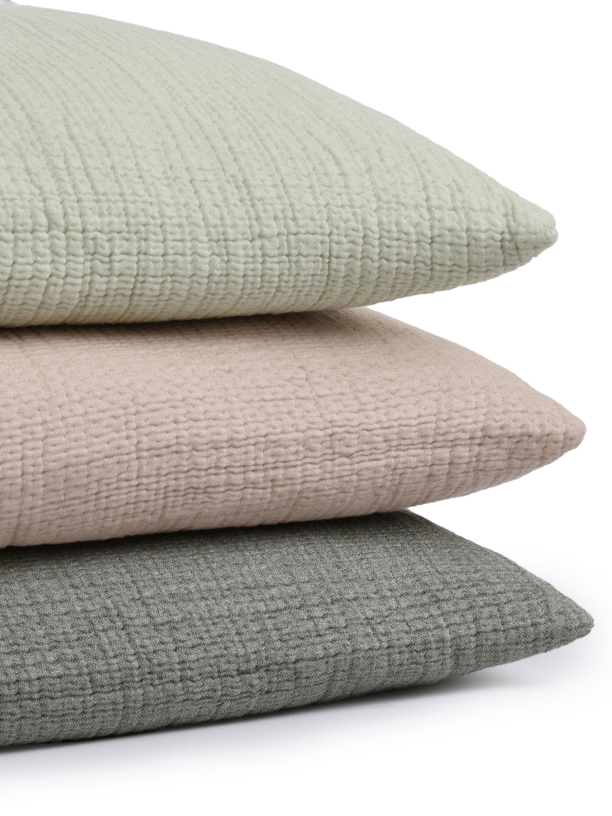 Loomia x Celadon Queen Shams